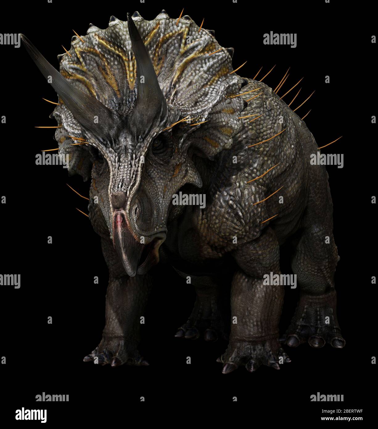 Triceratops horridus Dinosaurier auf schwarzem Hintergrund. Stockfoto