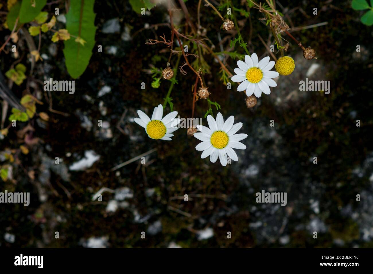 gänseblümchen Blumen aus nächster Nähe. Hohe Winkelansicht Stockfoto