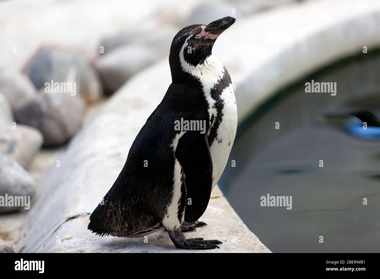 Nahaufnahme eines Humboldtpinguins im Wingham Wildlife Park, Kent Stockfoto