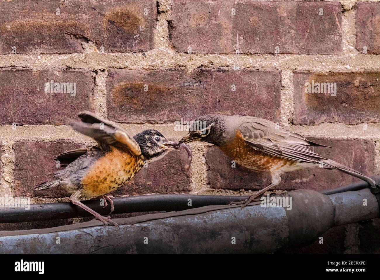 American Robin Jungling, Turdus migratorius, mit Erwachsenen füttern sie Würmer in New York City, städtische Tierwelt, Vereinigte Staaten von Amerika Stockfoto