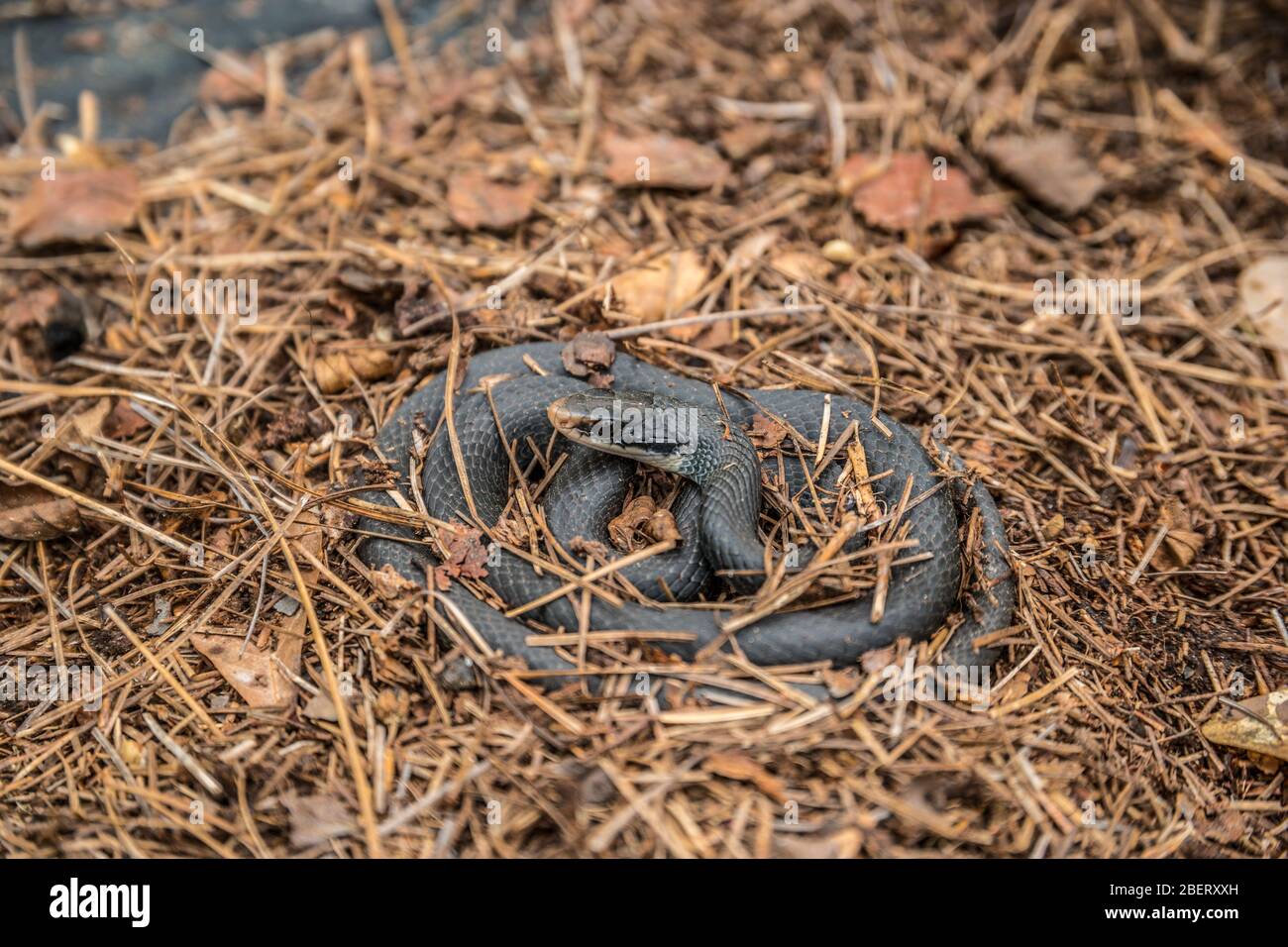 Eine schwarze Rattennatter lag wach und wach in der Kiefernmulch auf dem Boden an einem warmen sonnigen Tag im frühen Frühling Stockfoto