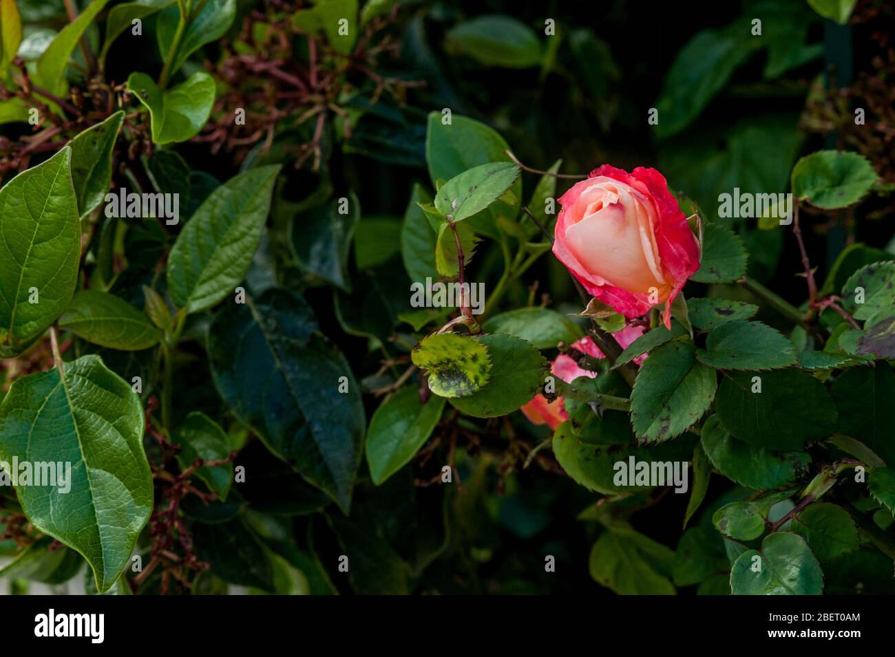 Einzelne rosa Rose auf einem Rosenbusch. Großer Kopierplatz Stockfoto