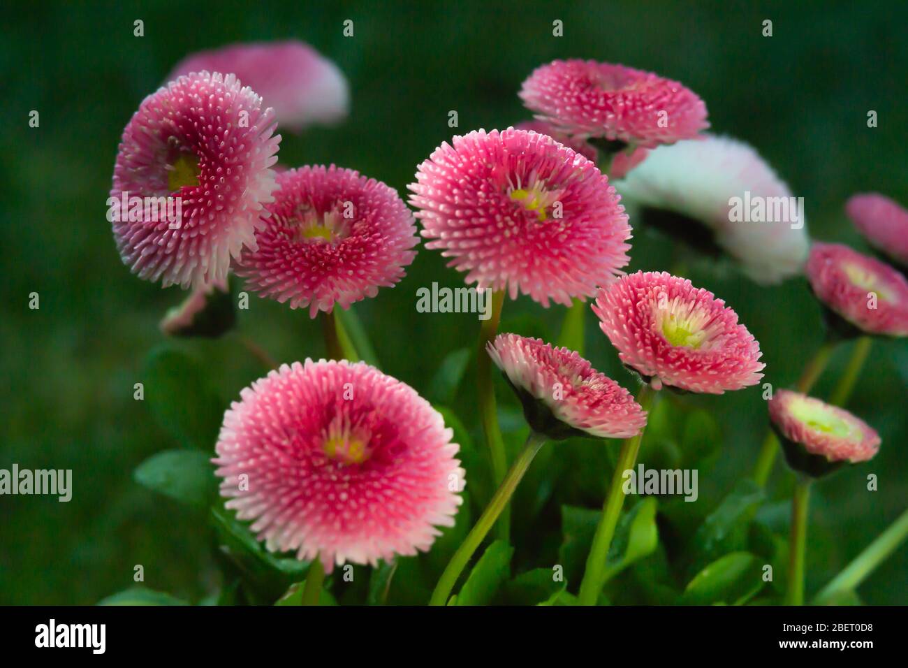 Gänseblümchen - eine Pflanzenart der Asteraceae-Familie. Stockfoto