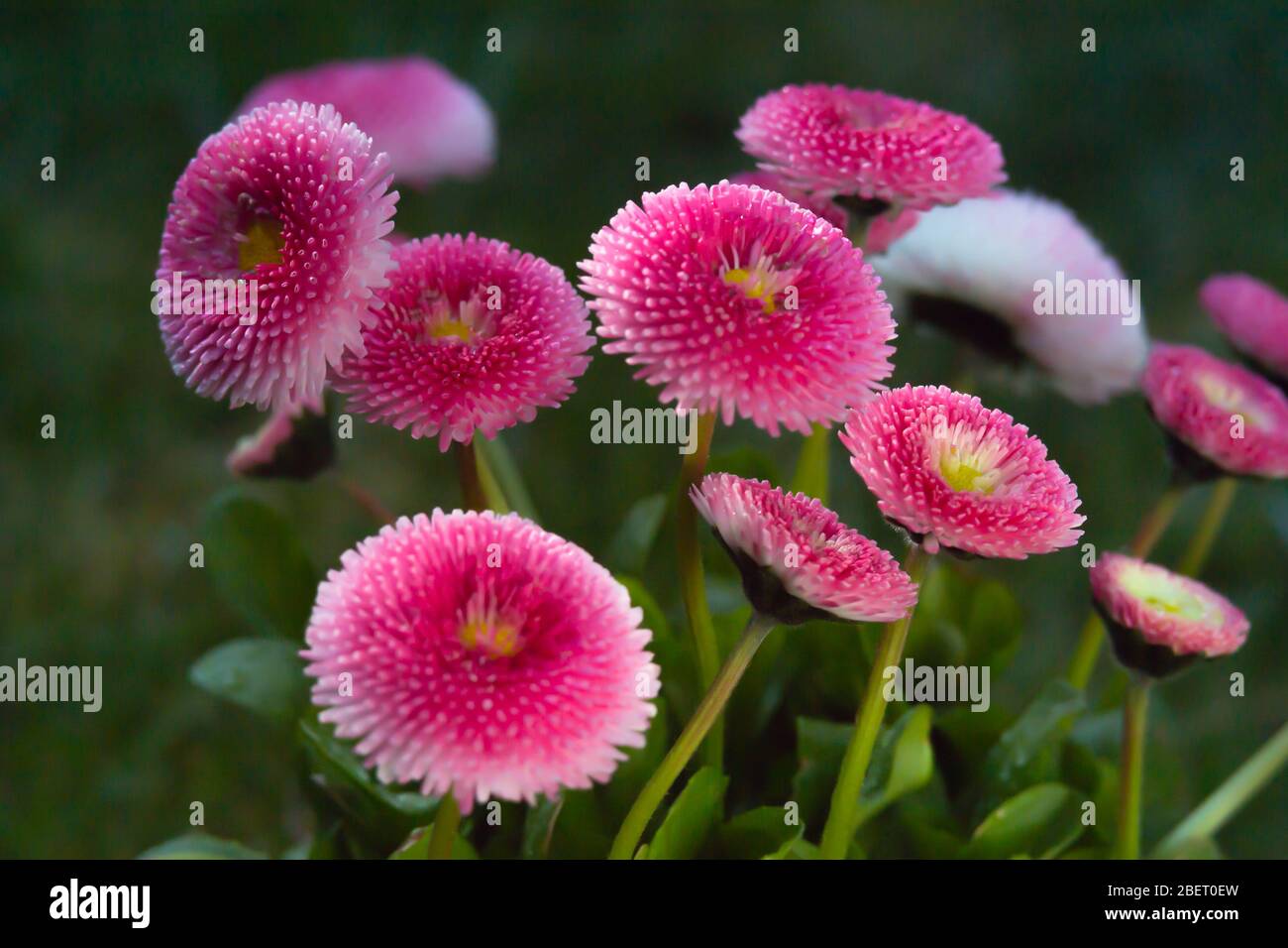 Gänseblümchen - eine Pflanzenart der Asteraceae-Familie. Stockfoto