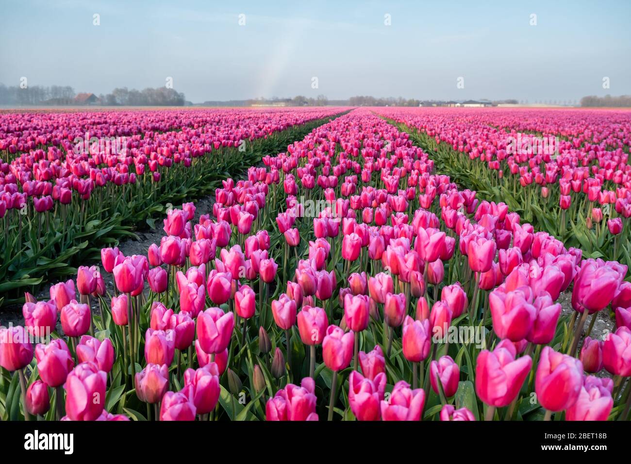 Bunte Tulpenfelder in den Niederlanden im Frühling, Flevoland Noordoostpolder Bunte Tulpenfilde mit einem blauen bewölkten Himmel in der Dämmerung Stockfoto