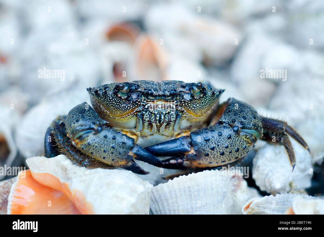 Schwarze Seekrabbe mit großen Krallen sitzt auf einem Haufen Muscheln und blickt mit kleinen Augen auf den Betrachter. Nahaufnahme, geringe Schärfentiefe. Stockfoto