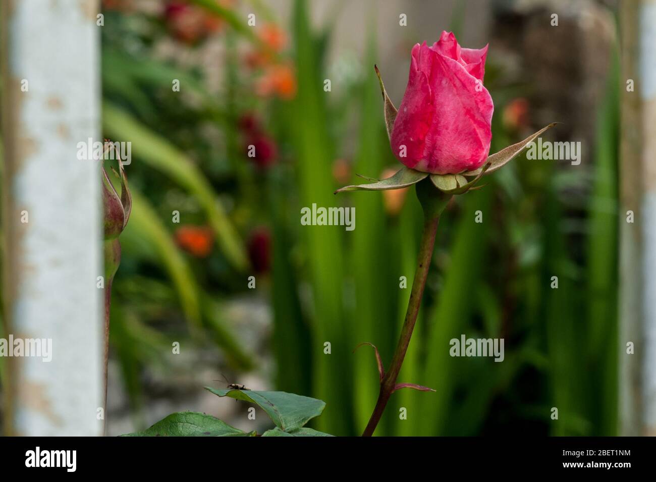 Schöne rosa Rosenknospe auf einem Stamm im Garten. Fokus auf Vordergrund Stockfoto