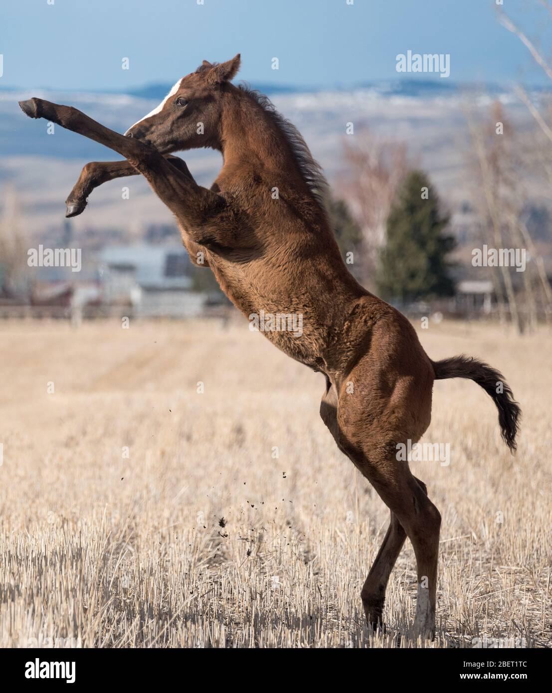 Aufzucht Stutfohlen, Wallowa Valley, Oregon. Stockfoto