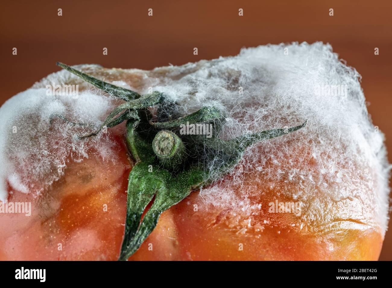 Verfaulte Tomate mit Schimmel und Pilzen und Moos auf dunklem Hintergrund. Stockfoto