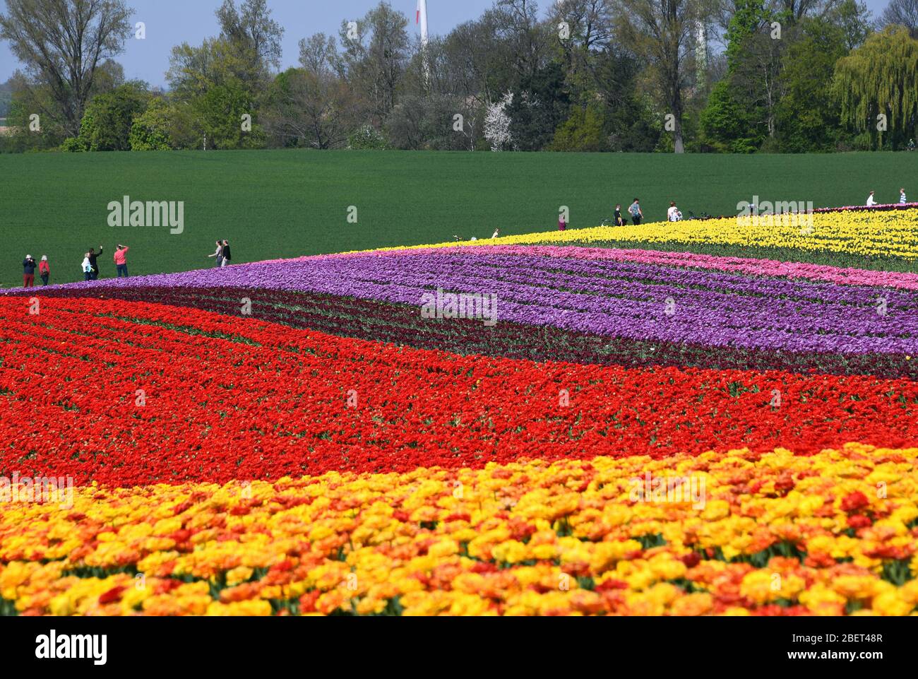 Bunte Tulpenfelder bei Grevenbroich-Busch. Stockfoto