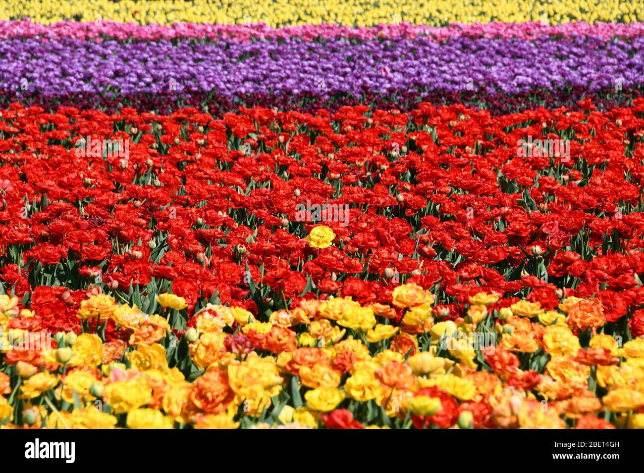 Bunte Tulpenfelder bei Grevenbroich-Busch. Stockfoto