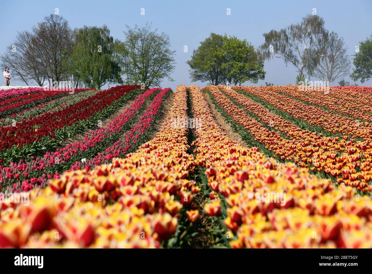 Bunte Tulpenfelder bei Grevenbroich-Busch. Stockfoto