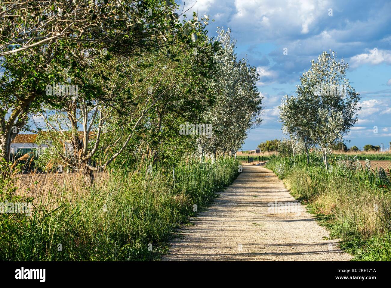 Delta del Ebro, Tarragona, Katalonien, Spanien Stockfoto