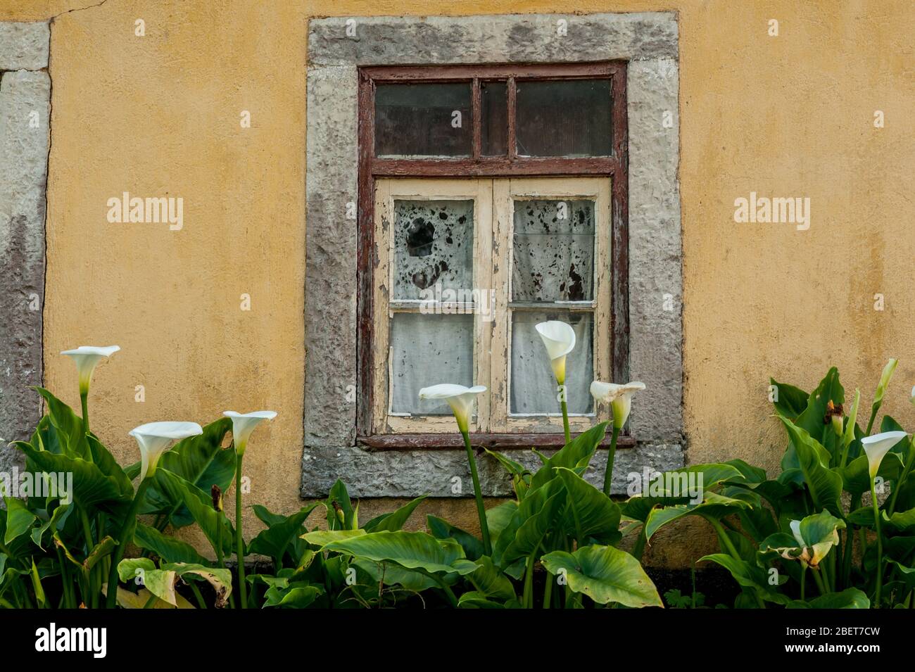 calla lilie Blume Busch in einer alten Wand. Die Wand hat ein zerbrochenes Fenster. Stockfoto