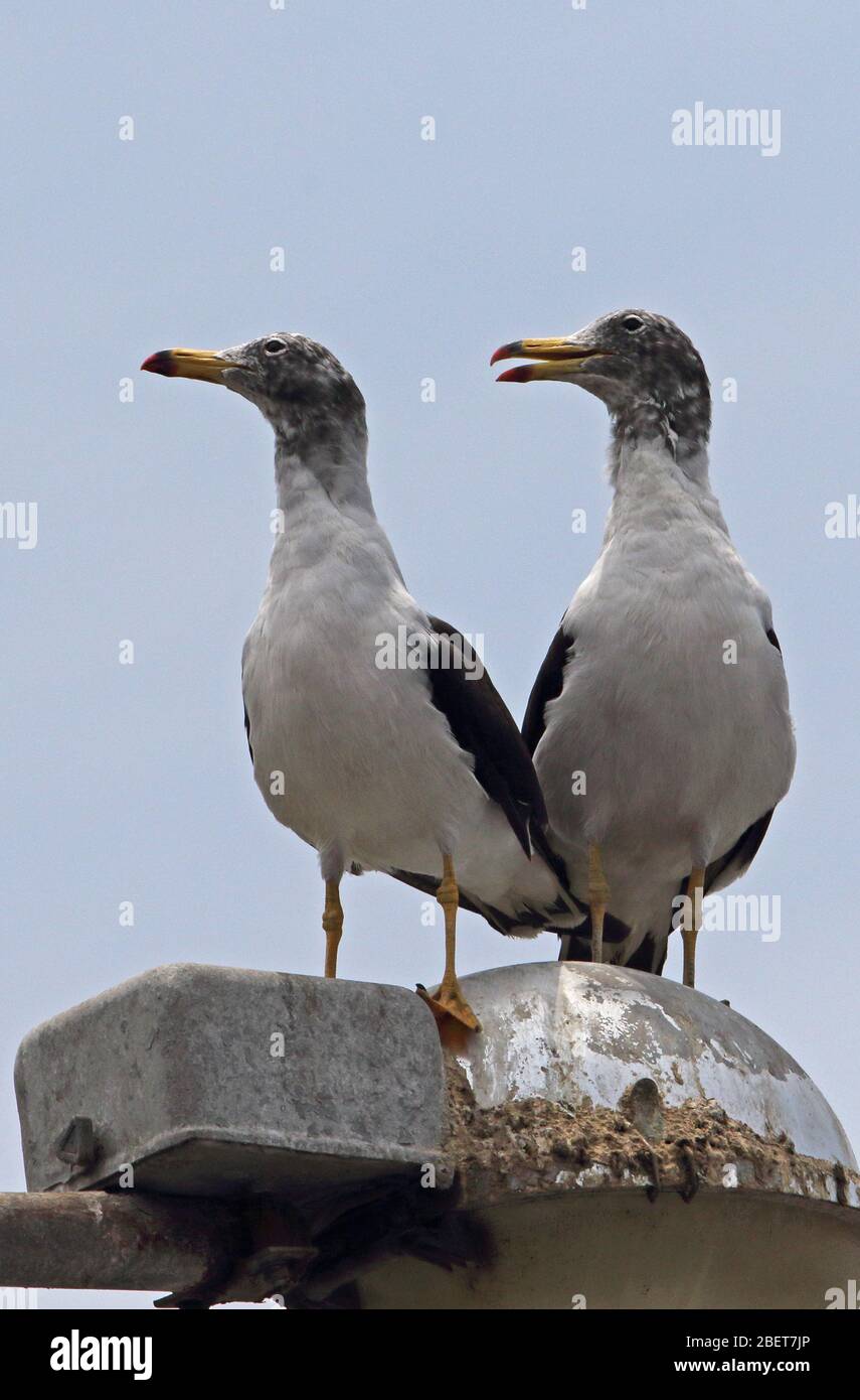 Belcher's Gull (Larus belcheri) Paar auf der Straßenlaterne Pucusana, Peru März Stockfoto