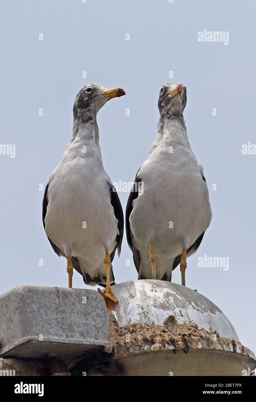 Belcher's Gull (Larus belcheri) Paar auf der Straßenlaterne Pucusana, Peru März Stockfoto