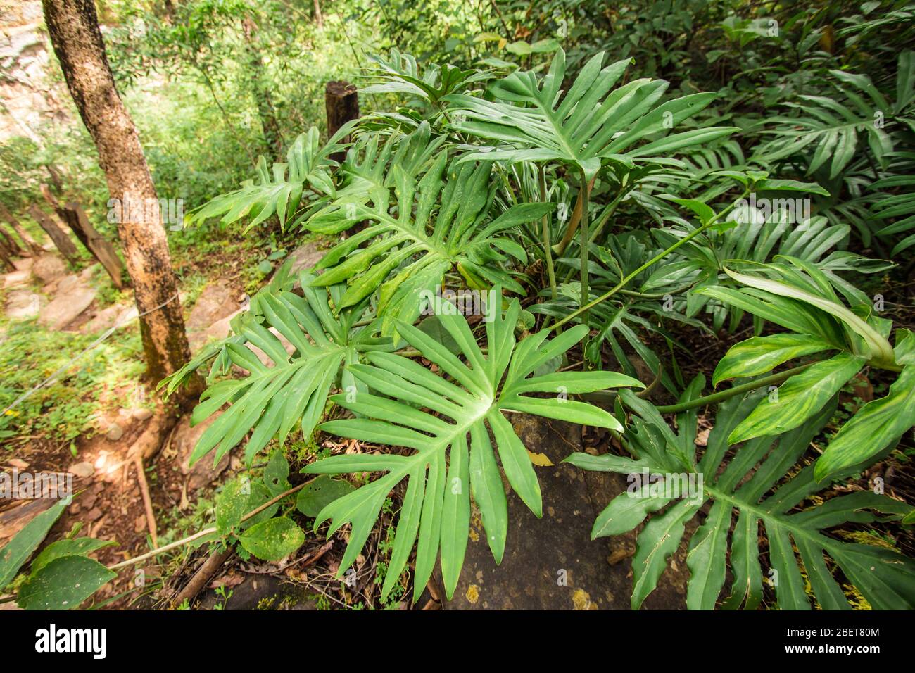philodendron strawberry shake pflege Philodendron Strawberry Shake – GrowJungle