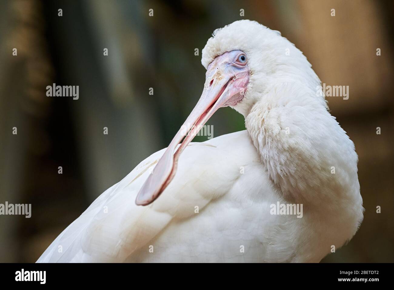 Roseate Löffelschnäpfe (Platalea ajaja) Stockfoto