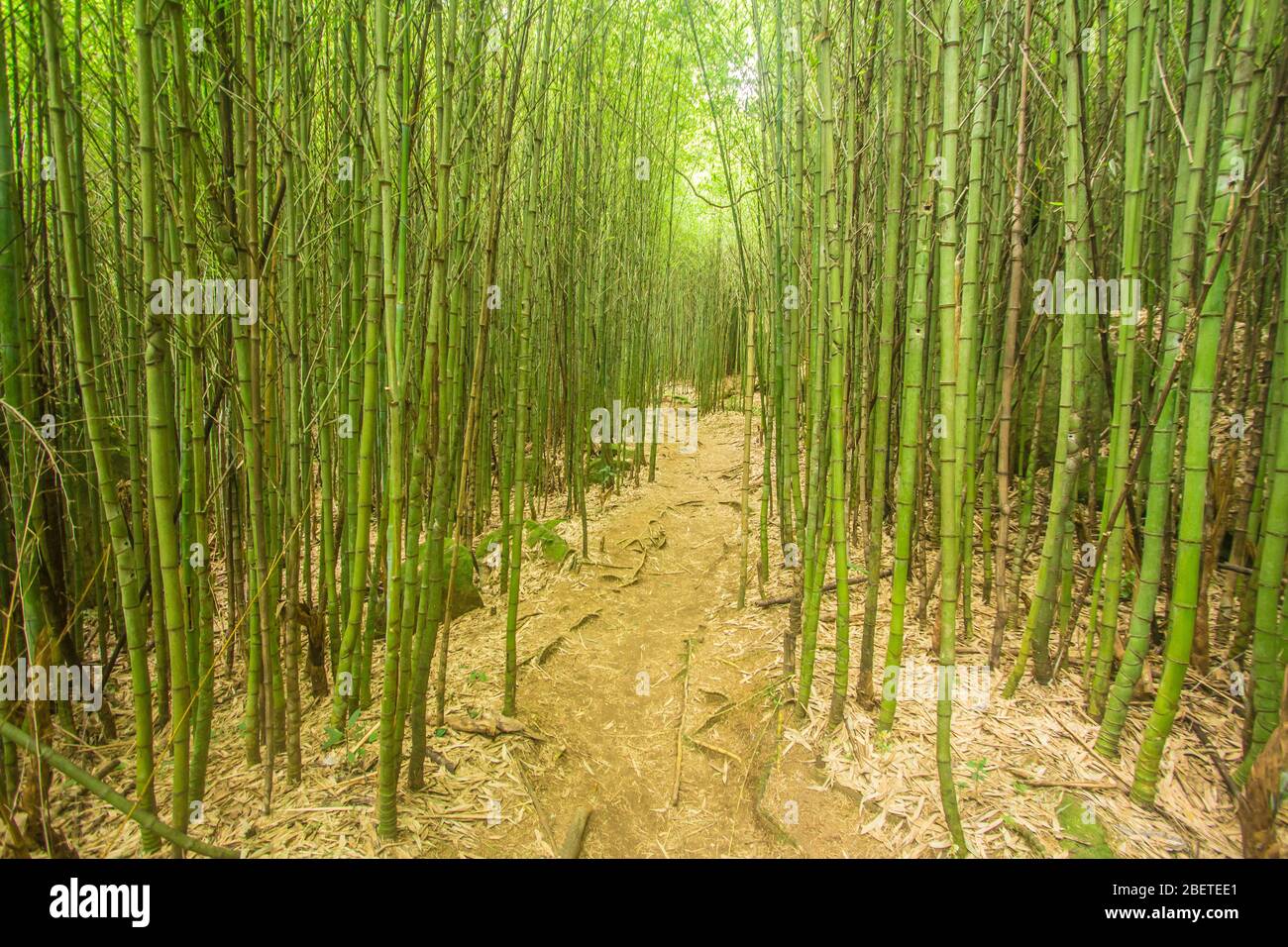 Bambuswald in Serra dos Orgaos Park in Petropolis - Rio de Janeiro - Brasilien. Trail im brasilianischen Wald Stockfoto