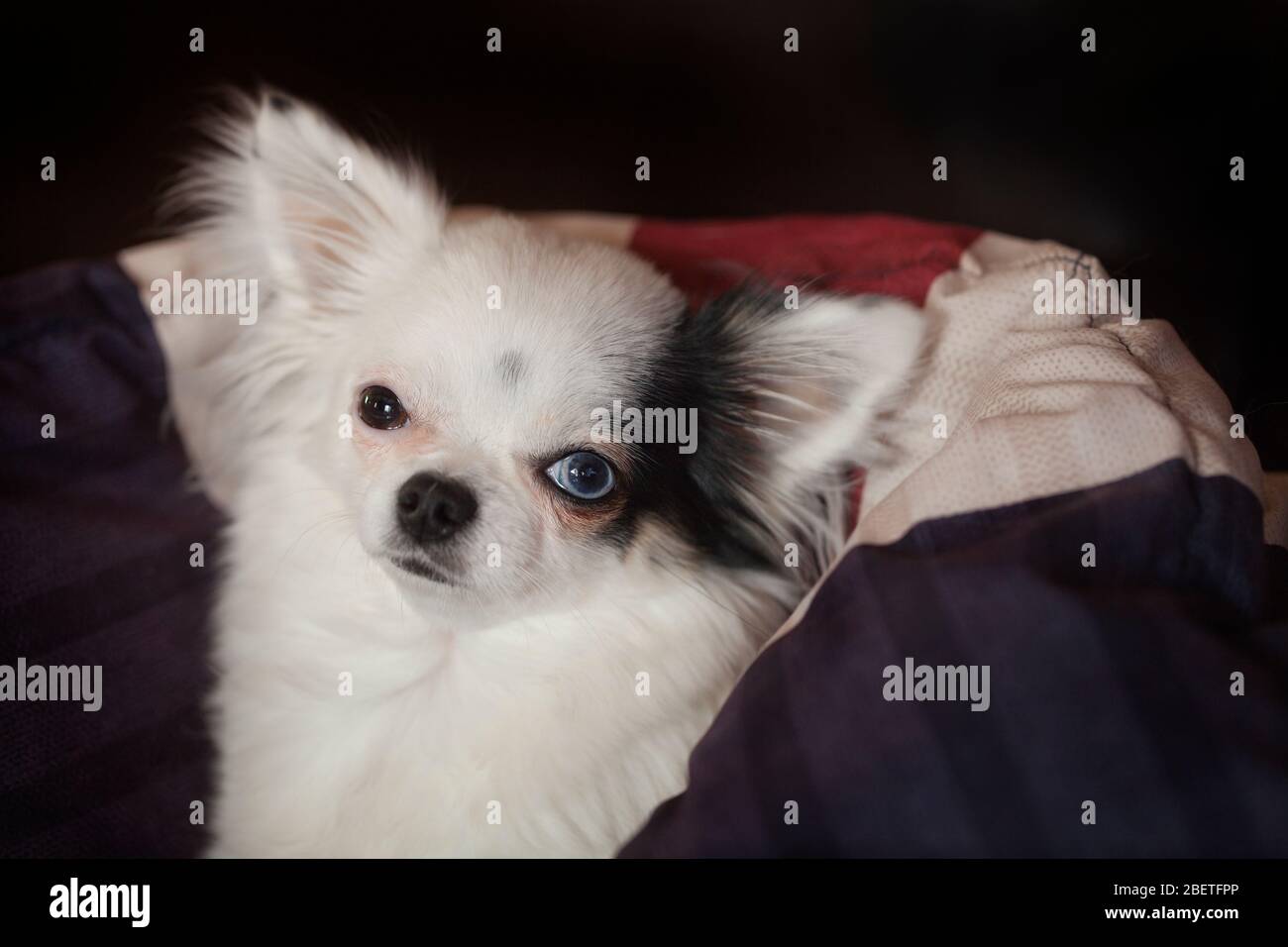 Schöne lange Haare Chihuahua mit einem blauen Auge und einem braunen Auge, immer warm in einer gemütlichen in einer Decke. Stockfoto