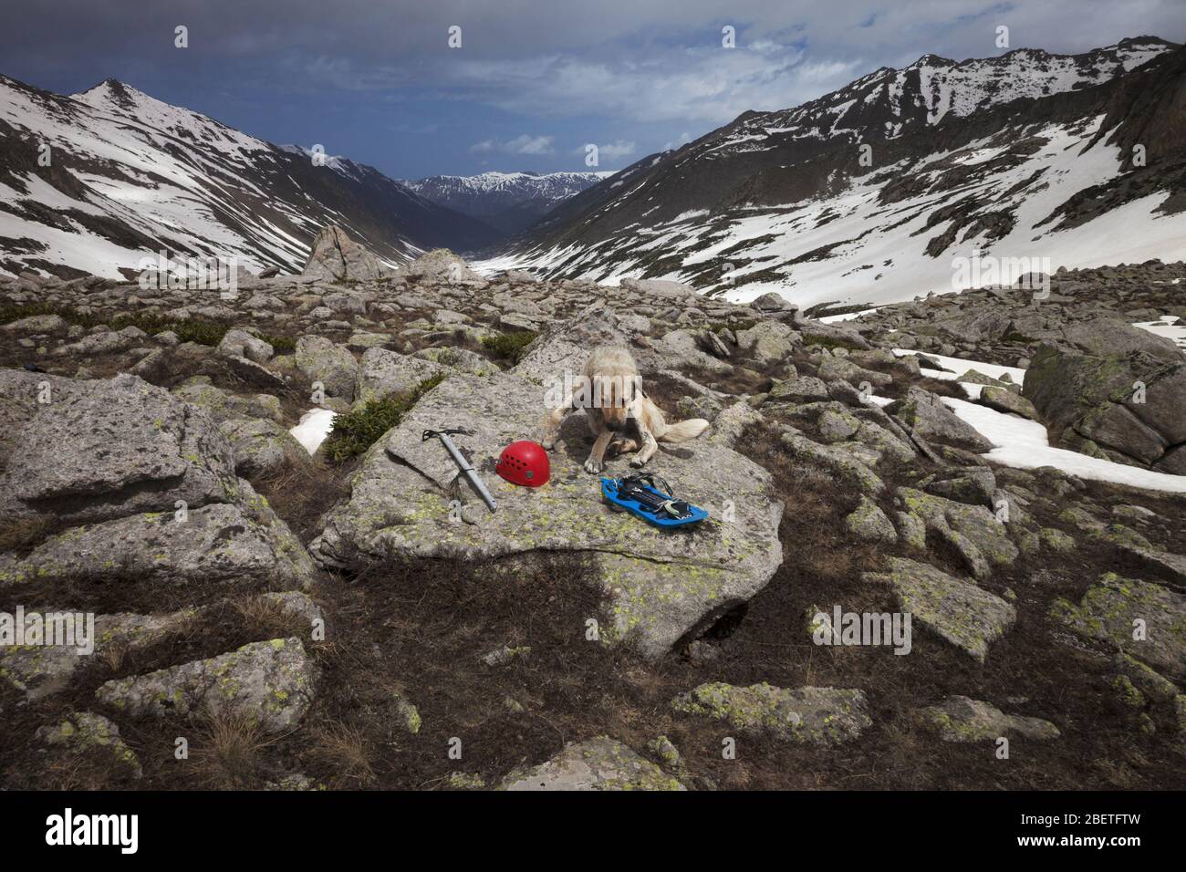 Hund auf großem Stein mit Wanderausrüstung: Blaue Schneeschuhe, roter Kletterhelm und Eispickel. Hohe schneebedeckte Berge und blauer Himmel mit Wolken. Türkei, Kachkar Stockfoto