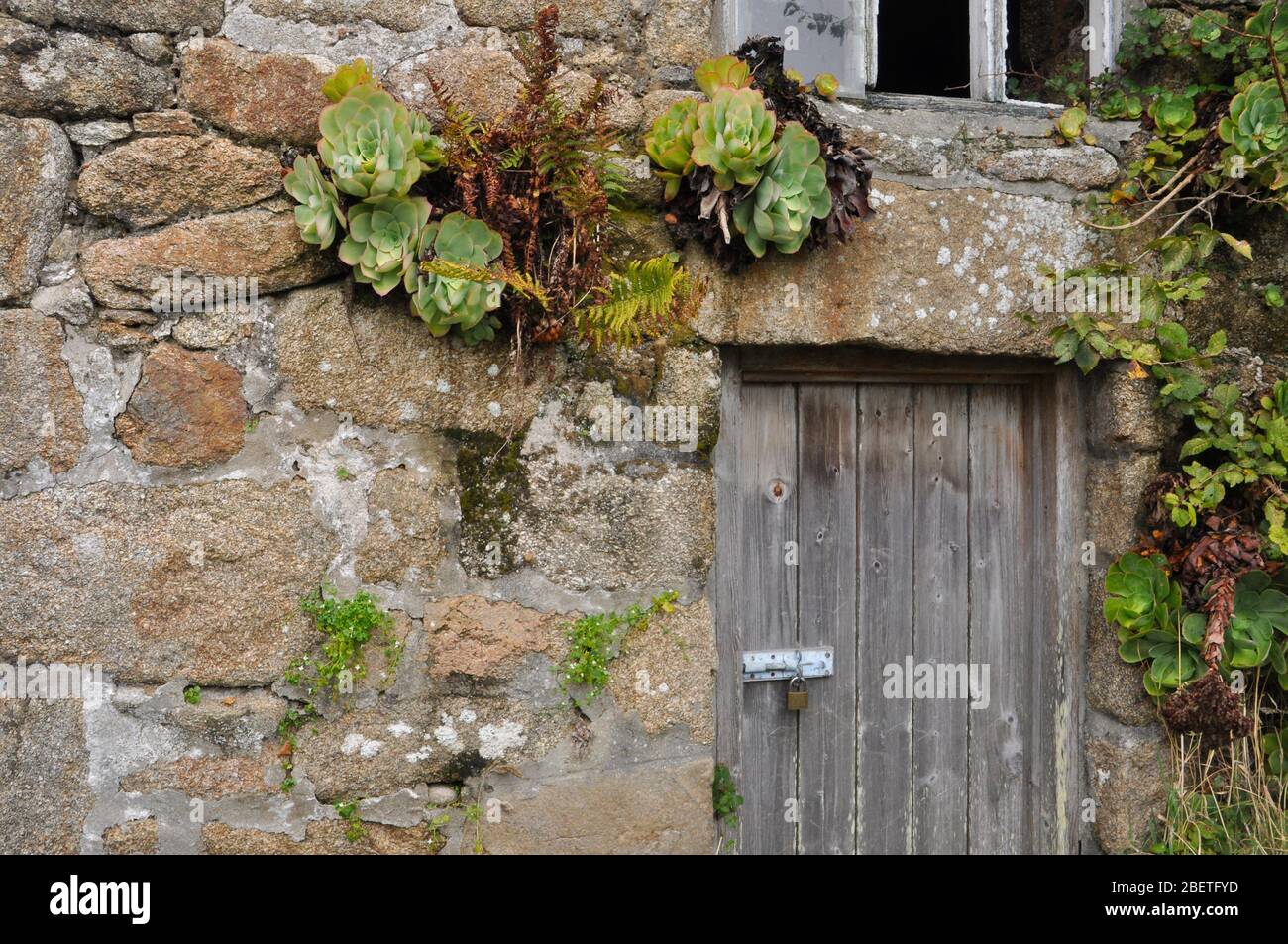 Granitschuppen mit Farnen und Aeonium-Sukkulenten, die wachsen in der Wand um die Tür auf der Insel St. Martin in den Inseln Scilly, Cornwall.UK Stockfoto