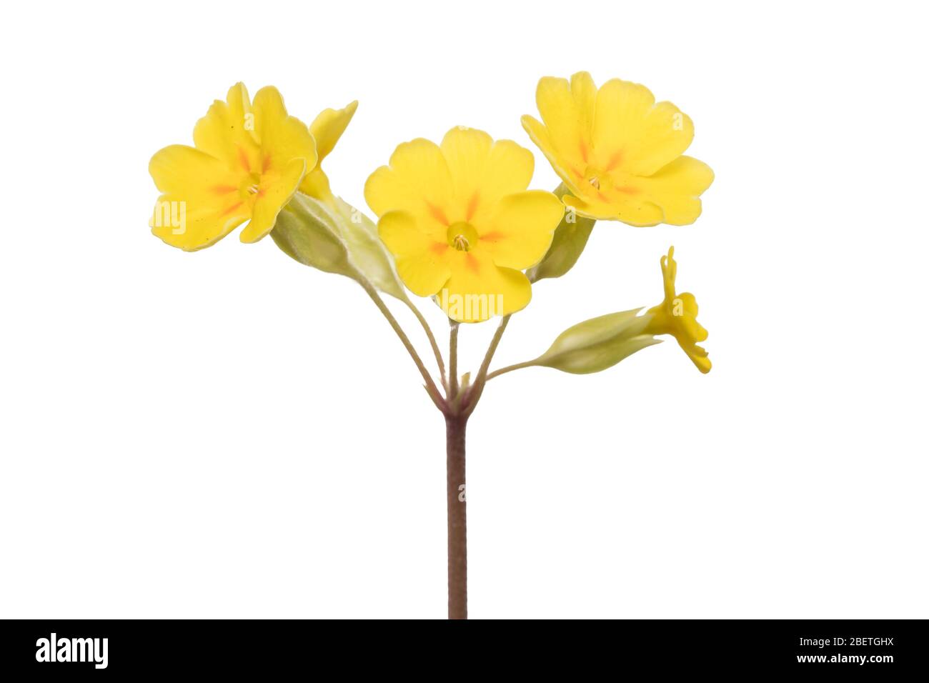 Kuhslip, Primula veris, Blume, fotografiert mit einem, Hintergrund in einem tragbaren Outdoor-Studio Stockfoto