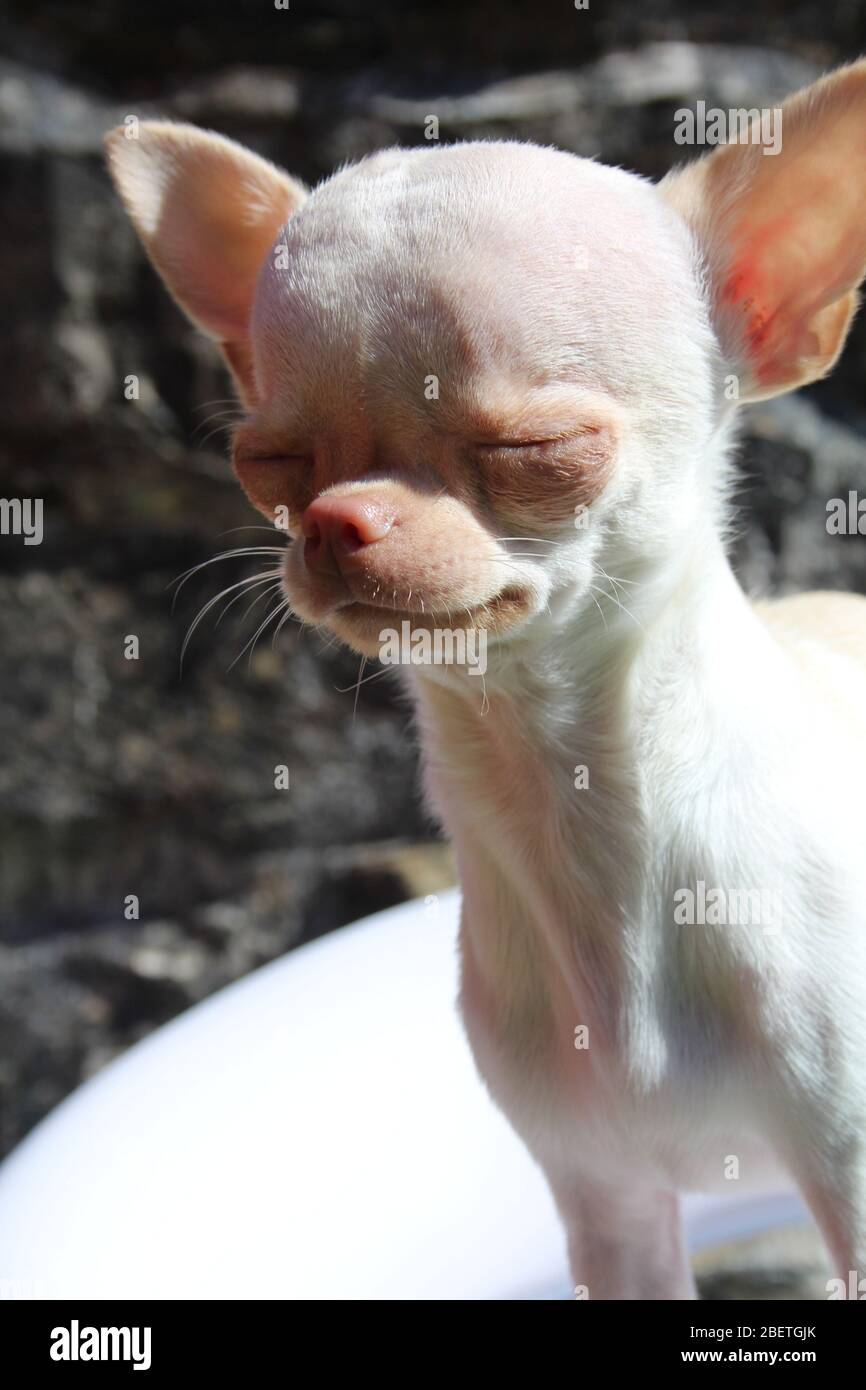 Niedliche weiße Teetasse Chihuahua genießen Spielzeit Stockfoto