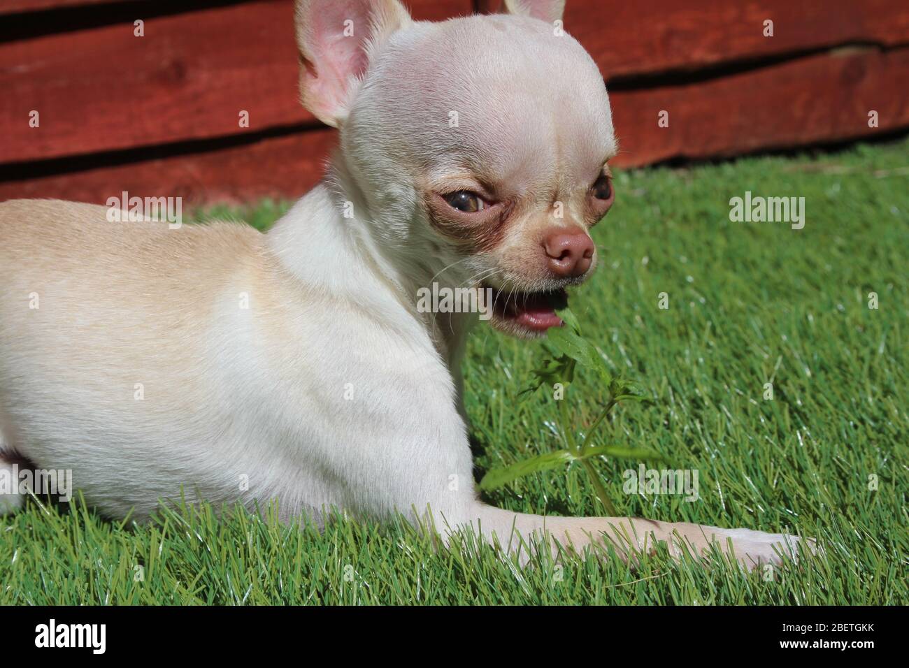 Niedliche weiße Teetasse Chihuahua genießen Spielzeit Stockfoto