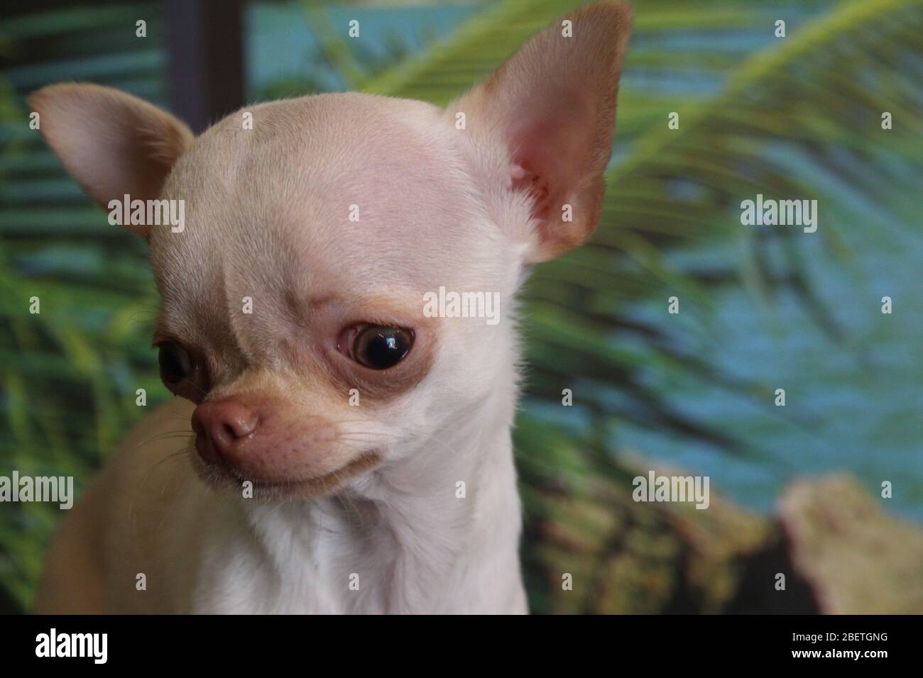 Niedliche weiße Teetasse Chihuahua genießen Spielzeit Stockfoto