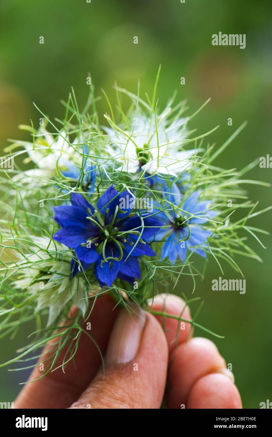 Hand hält einen kleinen Nigella Blumenstrauß Stockfoto