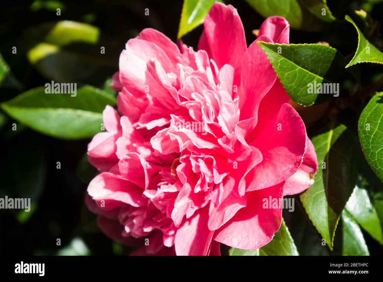 Ein Camelia Strauch mit rosa Blume in einem gemischten Strauchrand in einem nordirischen Garten im Frühjahr 2020 Stockfoto