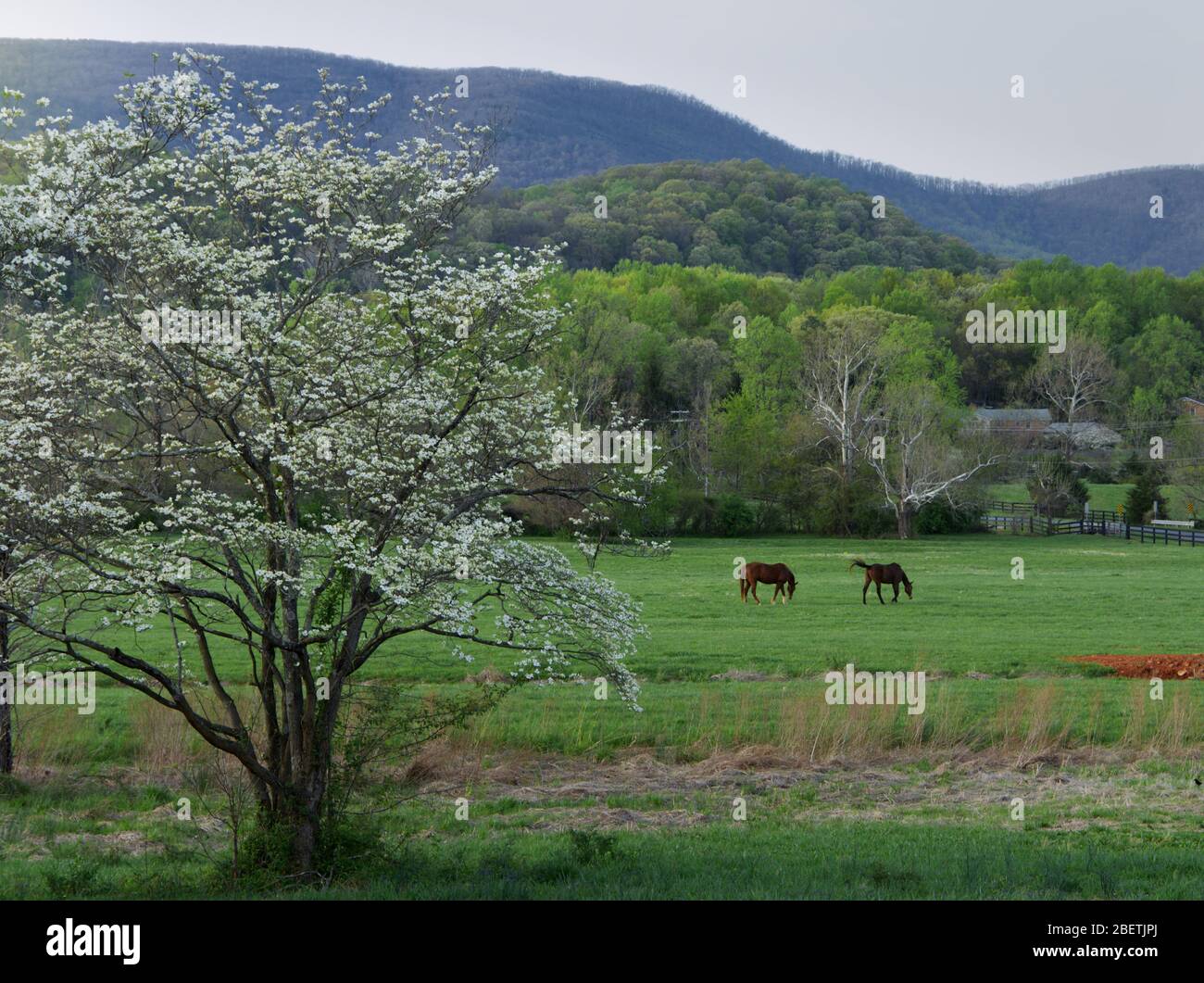 2 Pferde weiden auf einer Alm mit einem blühenden Hundebaum am Frühlingstag. Stockfoto