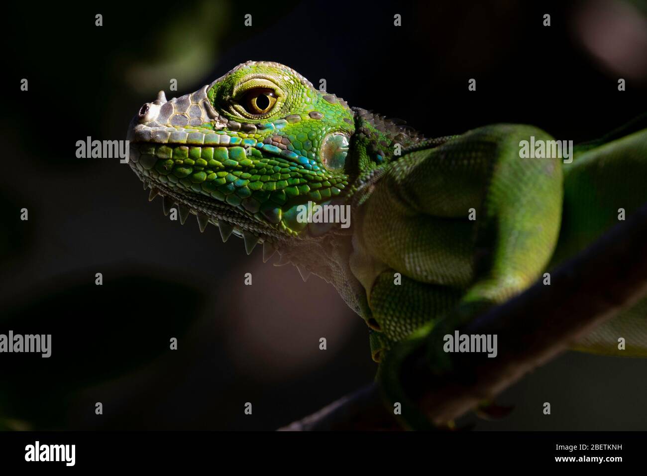 Ein grüner Leguan, der in der Sonne in Tamarindo, Guanacaste, Costa Rica ruht. Stockfoto