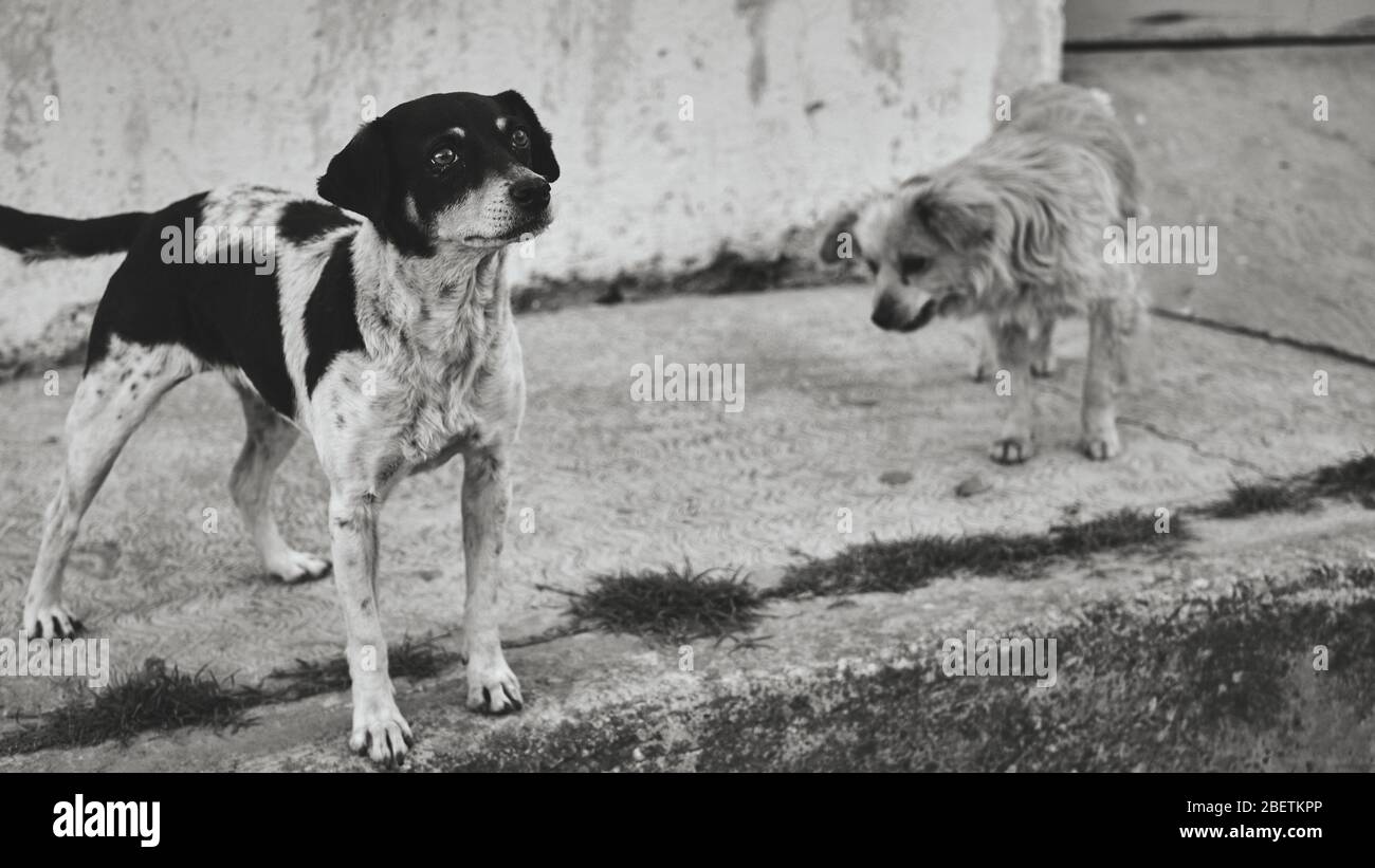Hungriger Straßenhund in Mexiko wartet glücklich auf Nahrung von einem freundlichen Mädchen, schwarz-weiß Foto von verlassenen Hunden. Stockfoto