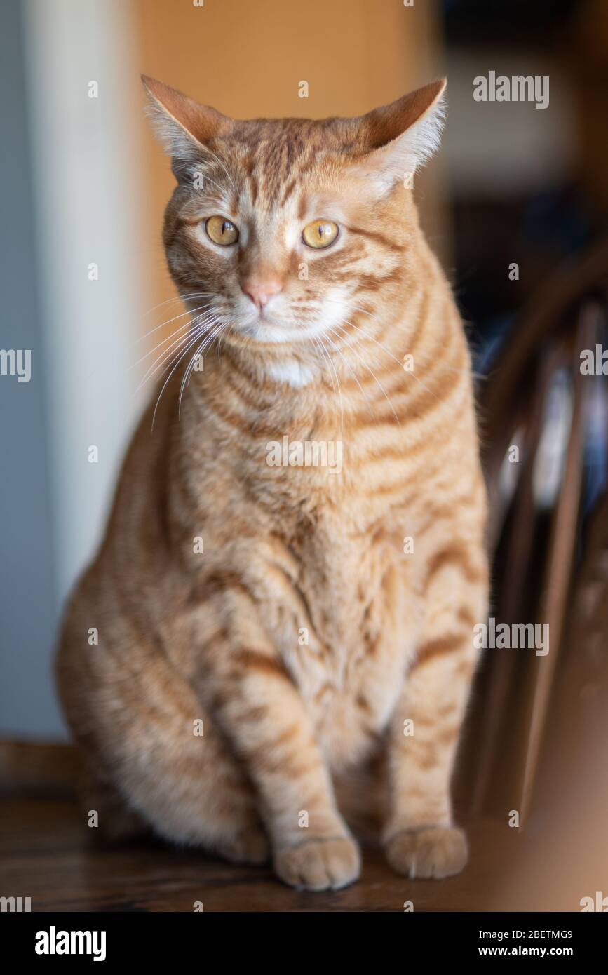 Orange gestreifte Tabby Katze mit niedlichem Gesicht und reflektierenden Augen, die nach oben schauen, während sie auf dem Esstisch sitzt. Stockfoto
