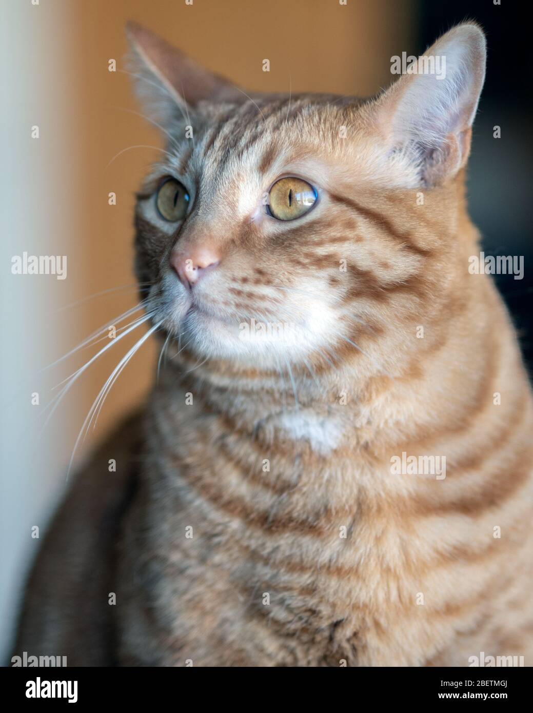 Orange gestreifte Tabby Katze mit niedlichem Gesicht und reflektierenden Augen, die kleine Pupillen bei hellem Sonnenlicht zeigen. Stockfoto