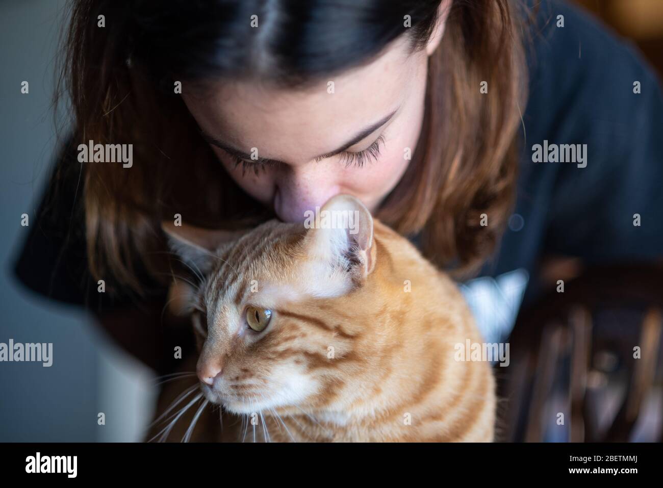 Orange gestreift Tabby Katze mit niedlichen Gesicht ertragen eine weibliche Familie Mitglied küssen ihn auf den Kopf. Stockfoto