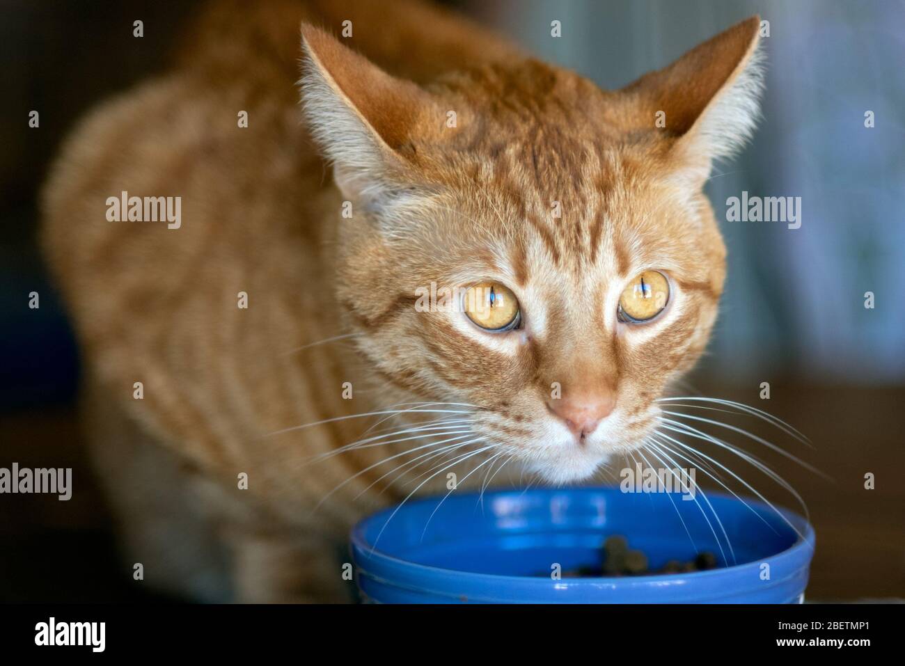 Orange gestreifte Tabby Katze mit niedlichem Gesicht und reflektierenden Augen, die aus seiner Essschale aufblicken. Stockfoto