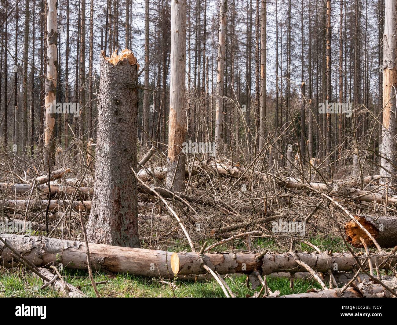 Ein vom Rindenkäfer zerstörter Fichtenbestand liegt teilweise brach in einem Stück Wald in der Eifel, NRW, Deutschland. Stockfoto