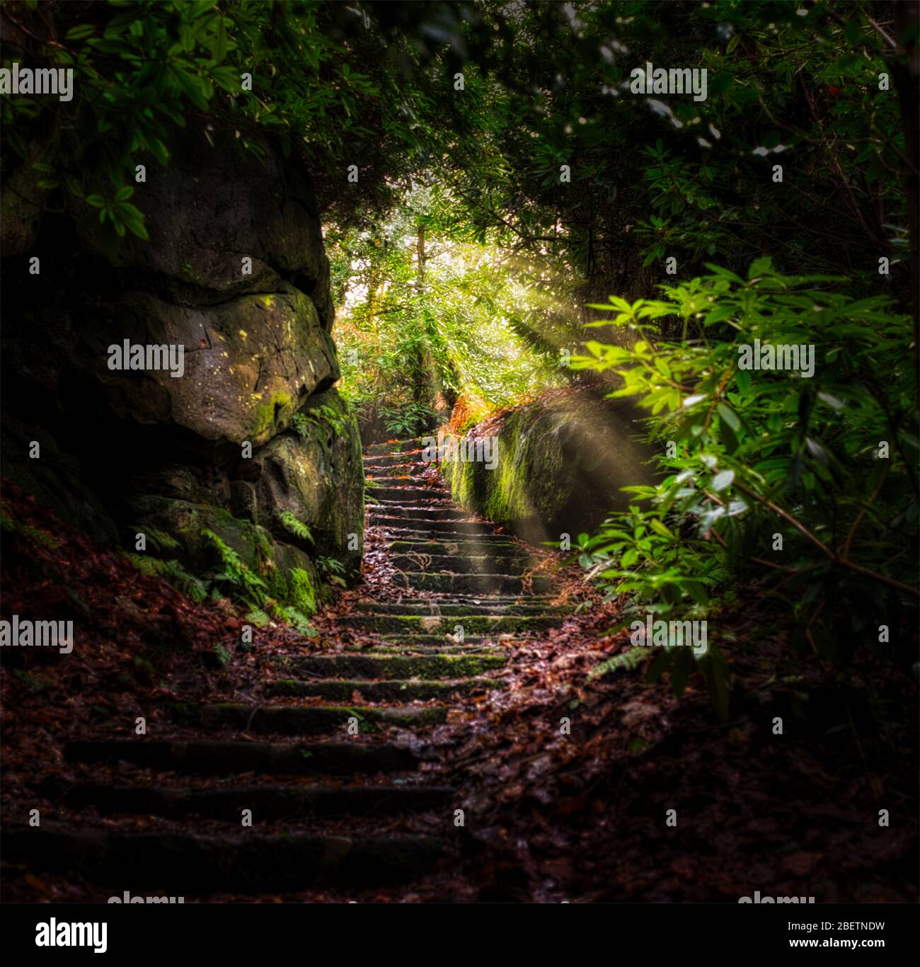 Treppe durch den Wald mit Sonnenlicht Stockfoto