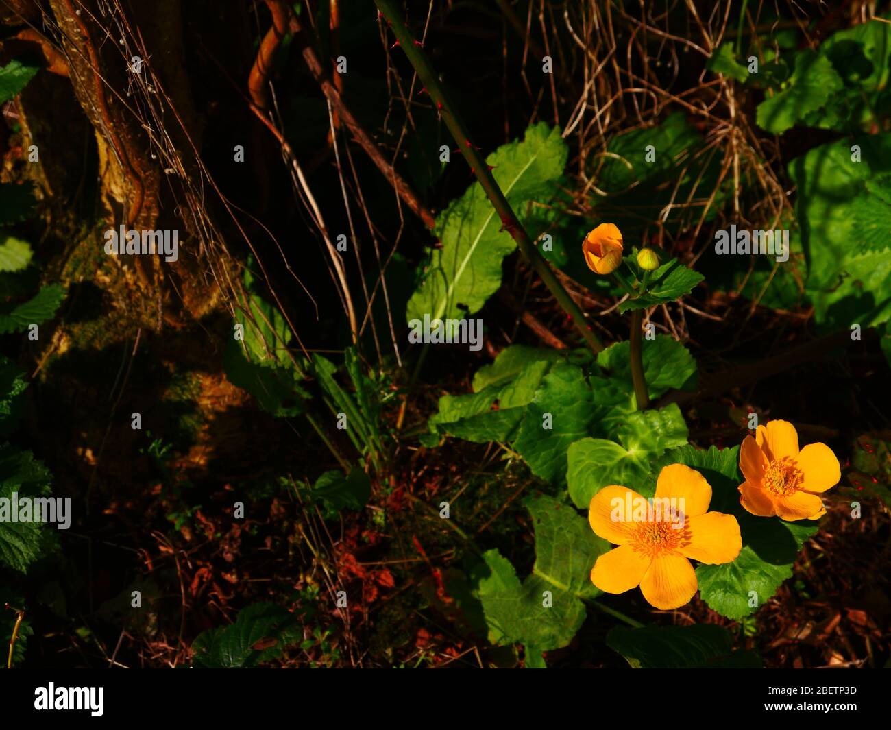 Marsh Marigold Caltha palustris Stockfoto