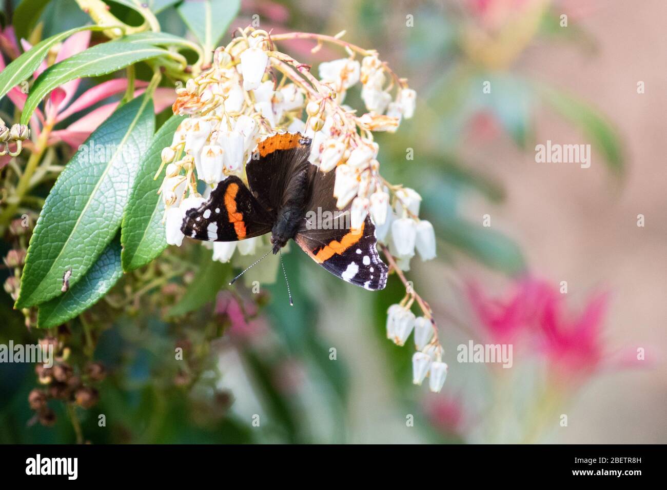 Roter Admiral Schmetterling - Vanessa atalanta - auf Pieris blüht im Frühling - Schottland, Großbritannien Stockfoto