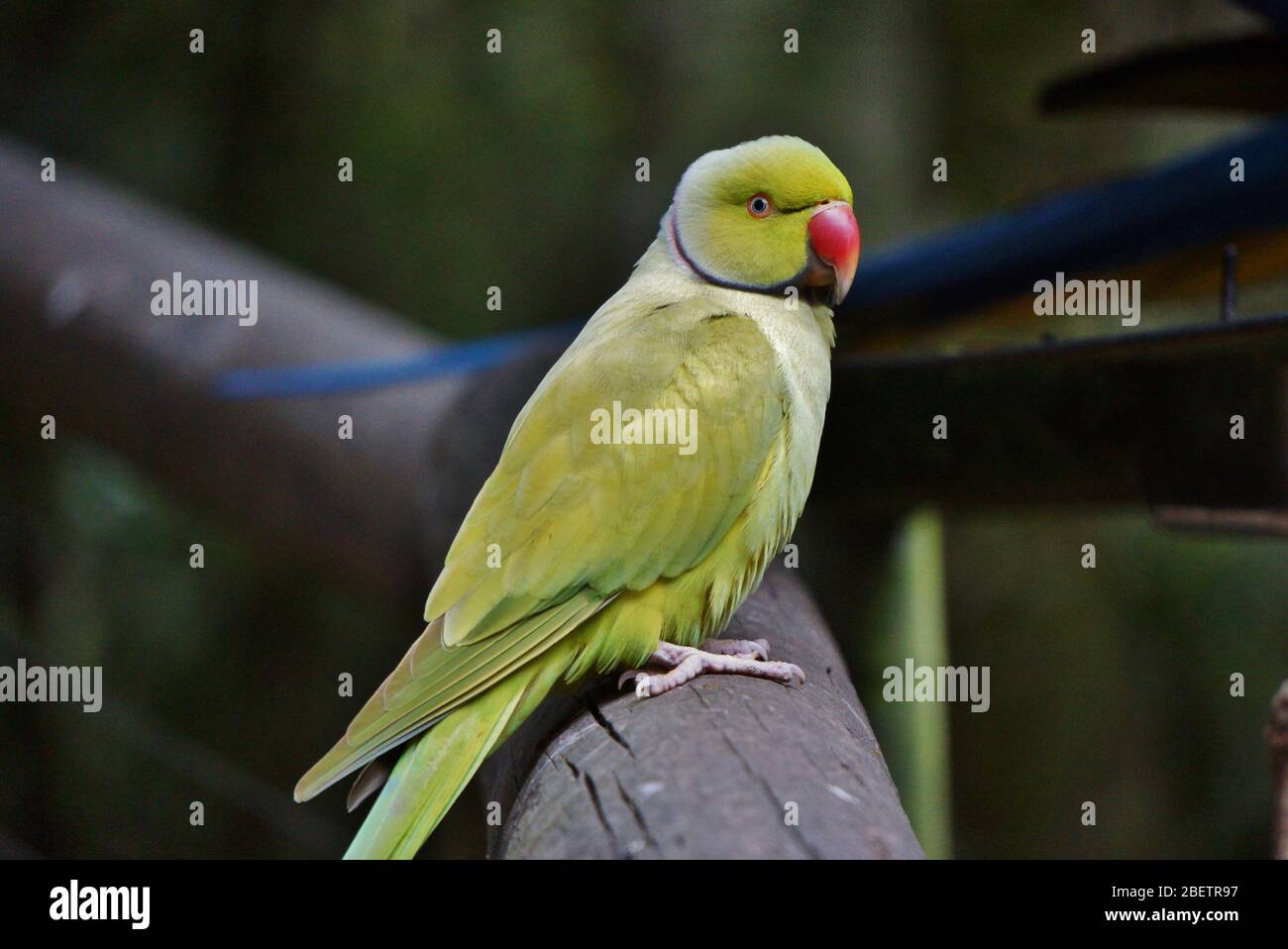 Schönes Porträt eines indischen Ringhals Sittich sitzt auf Geländer. Foto aufgenommen am Vogelschutzgebiet Birds of Eden in Plettenberg Bay in Sout Stockfoto