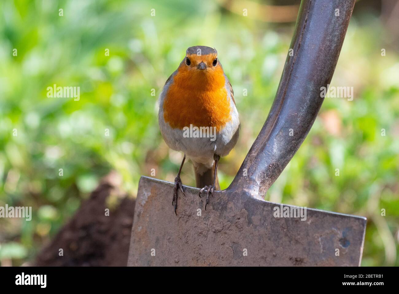 Robin - erithacus rubecula - Barching auf Garten Spaten - UK Stockfoto