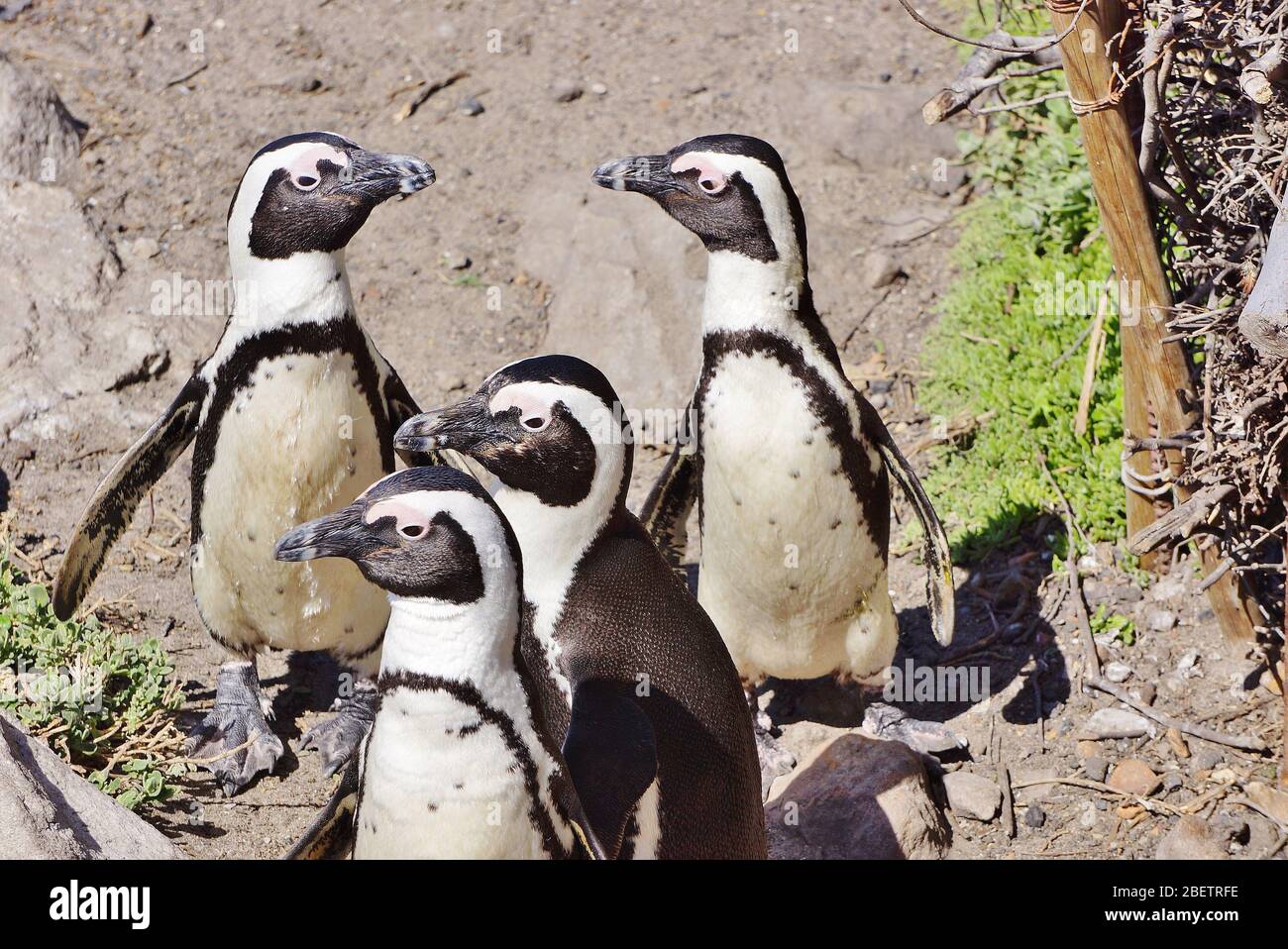 Curiuos Gruppe der Pinguine in Betty's Bay in Südafrika. Lustige Spätigkeit, da alle zur Seite schauen und zwei einander gegenüberstehen. Stockfoto