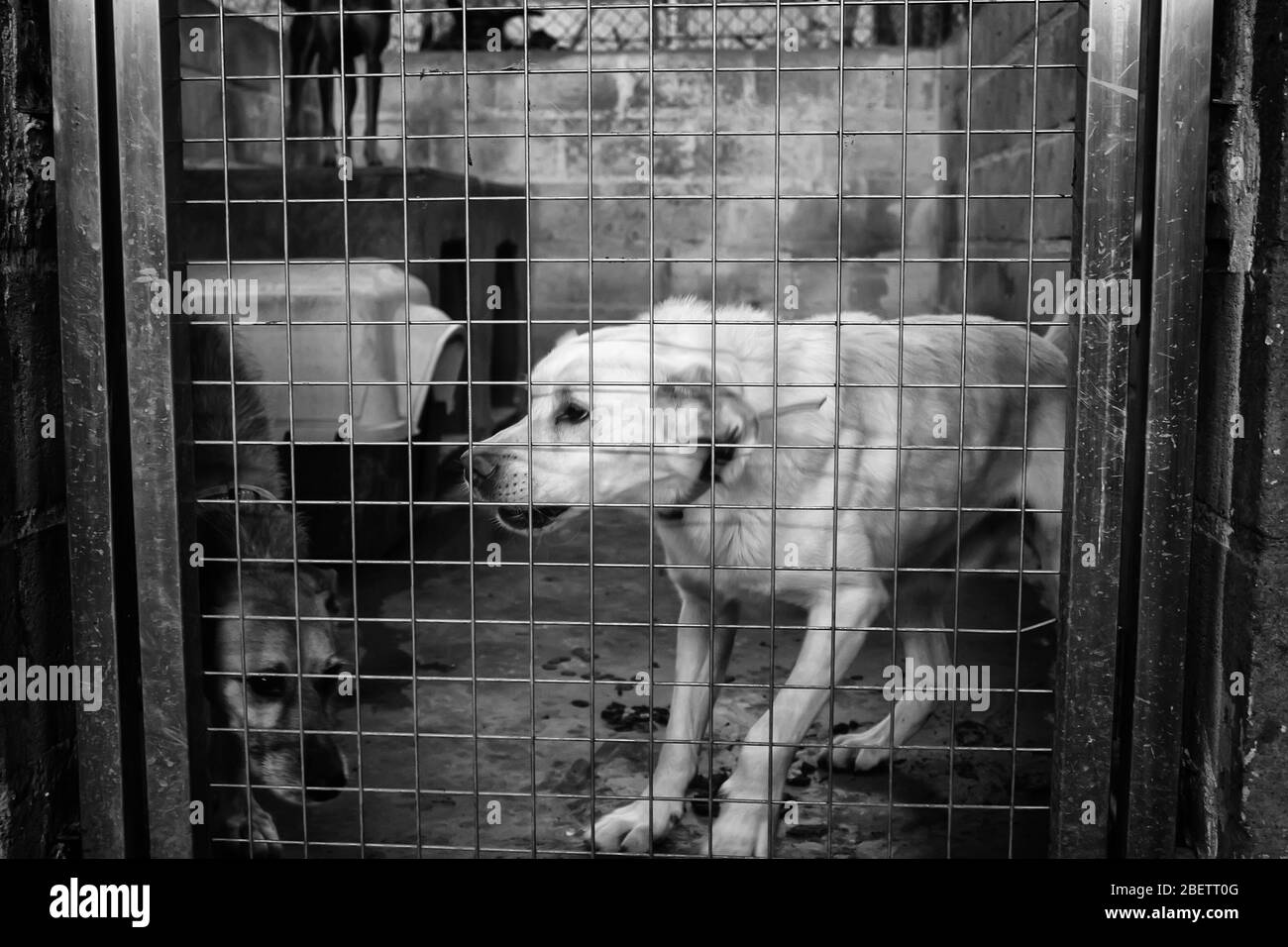 Hund in geschlossenen Kennel, ausgesetzten Tiere, Missbrauch Stockfoto