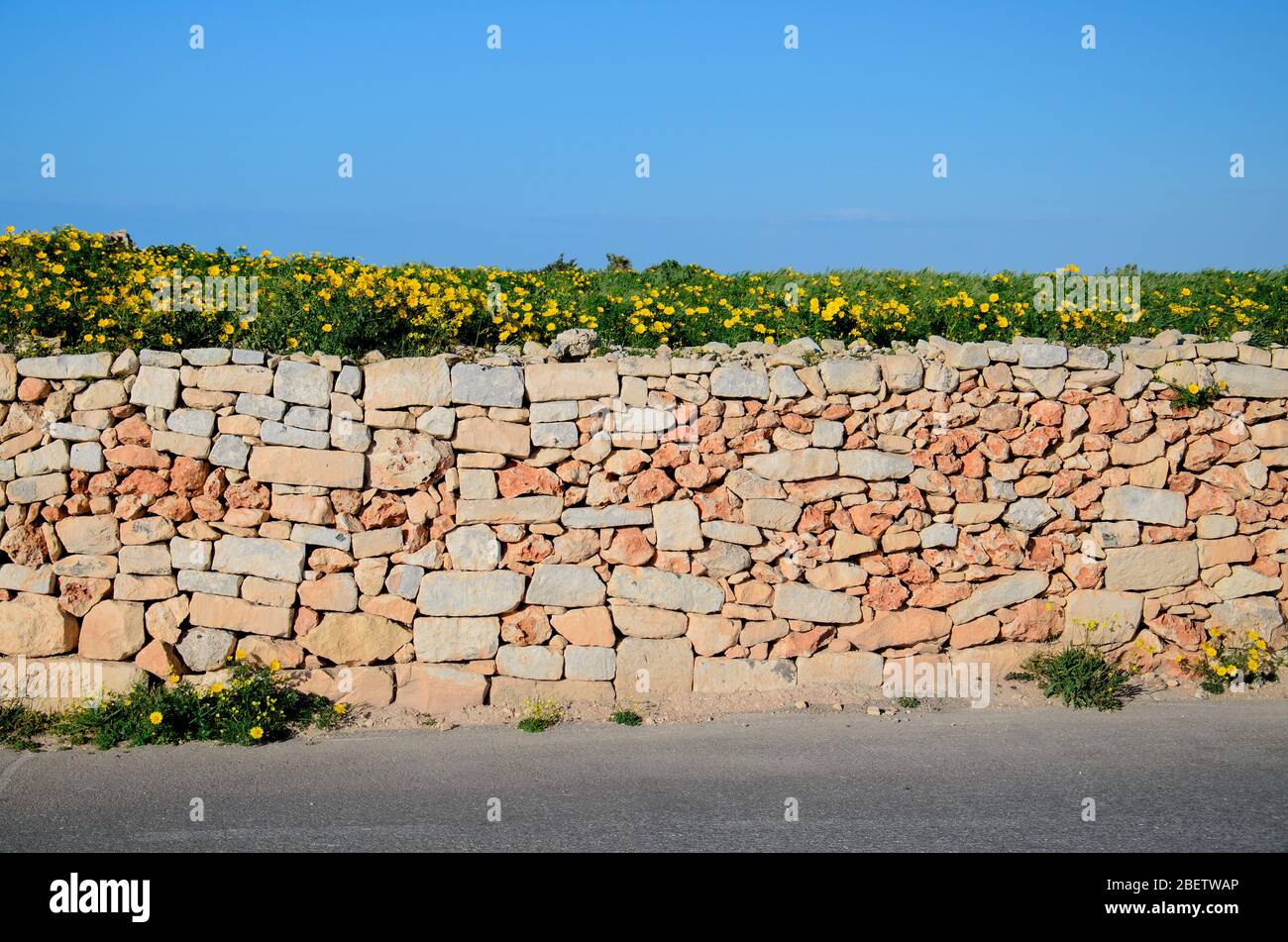 Steinziegel gelb orange Wand entlang Asphaltstraße und Kamille Kamille Feld über und blauer Himmel in der Nähe von Dingli Cliffs, Malta Stockfoto