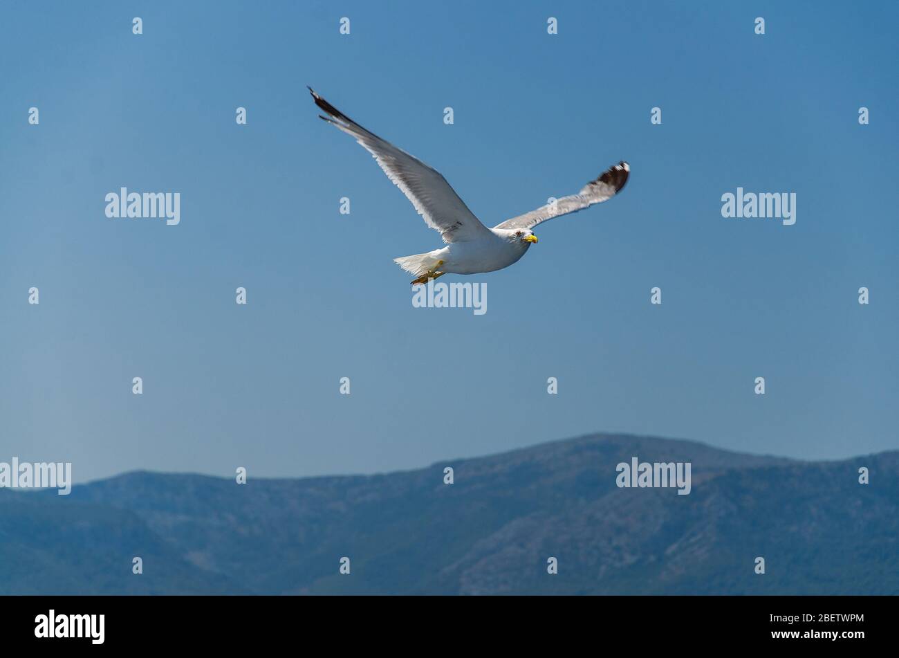 Möwen in klarem blauen Himmel über Hügeln Berge der Insel Hvar, Adria, Kroatien Stockfoto