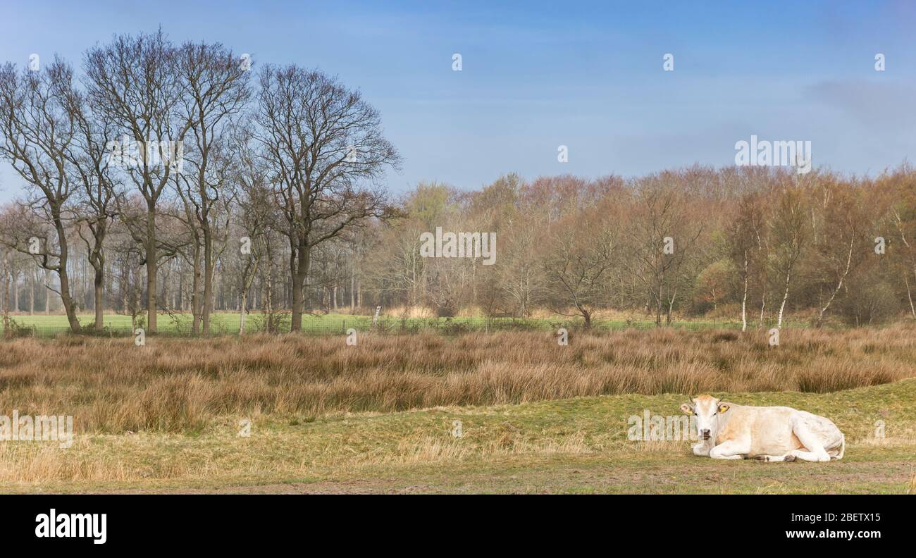 Panorama einer blonden Kuh, die im Naturschutzgebiet Wyldemerk in den Niederlanden liegt Stockfoto